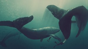 Плавание с китами - скачать обои на рабочий стол