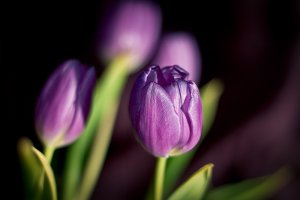 Обои для рабочего стола: Фиолетовые тюльпаны
