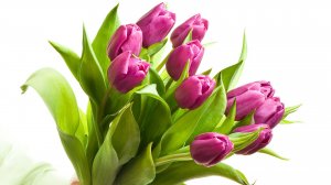 Тюльпаны цвета фуксии - скачать обои на рабочий стол