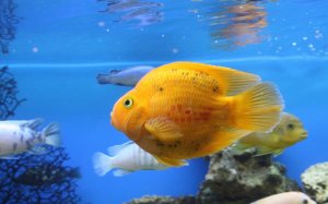 Ярко-желтая рыбка - скачать обои на рабочий стол