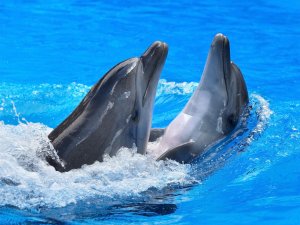 Обои для рабочего стола: Танцующие дельфины