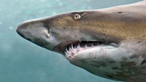 Зубастая акула - скачать обои на рабочий стол
