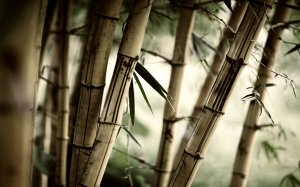 Обои для рабочего стола: Бамбуковые заросли