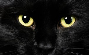 Черный кот - скачать обои на рабочий стол