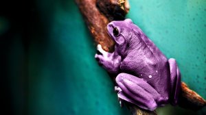 Обои для рабочего стола: Фиолетовая жаба