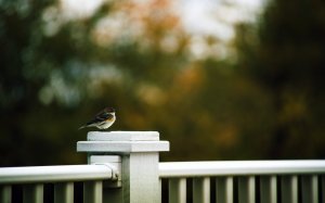 Птица на заборе - скачать обои на рабочий стол