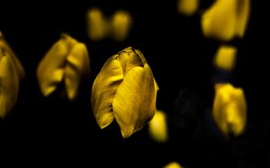 Желтые тюльпаны - скачать обои на рабочий стол