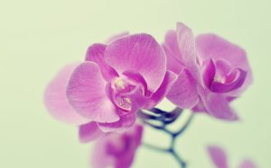 Обои для рабочего стола: Соцветие орхидеи