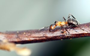 Крошка-муравей - скачать обои на рабочий стол