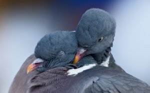 Пара голубей - скачать обои на рабочий стол