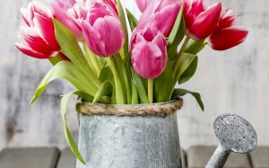 Обои для рабочего стола: Тюльпаны из лейки