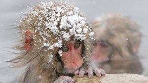 Обои для рабочего стола: Замерзшая обезьянка