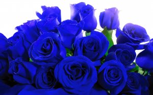 Обои для рабочего стола: Букет синих роз