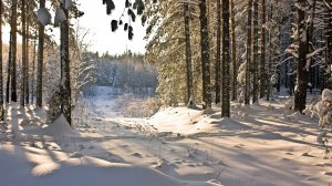 Зимний лес под снегом - скачать обои на рабочий стол