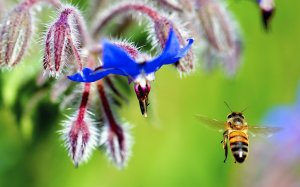 Пчела у цветка - скачать обои на рабочий стол