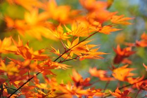 Красочная листва - скачать обои на рабочий стол