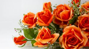 Обои для рабочего стола: Цветы розы