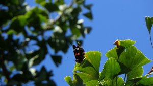 Бабочка в естественной среде - скачать обои на рабочий стол