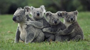 Обои для рабочего стола: Семейство коалы