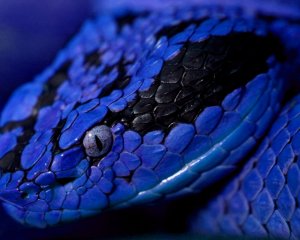 Змея ультрафиолет - скачать обои на рабочий стол