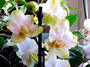Орхидея в лимонных оттенках - скачать обои на рабочий стол