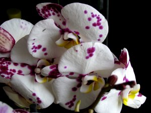 Обои для рабочего стола: Орхидея "Долматинец"