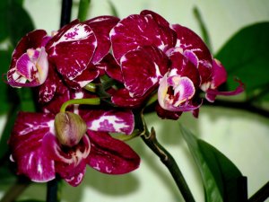 Обои для рабочего стола: Пятнистая орхидея