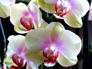 Обои для рабочего стола: Теплая орхидея