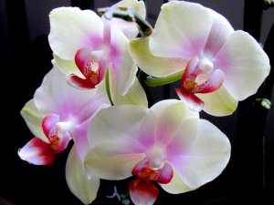 Обои для рабочего стола: Орхидея для любимой