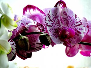 Обои для рабочего стола: Нарядная орхидея 
