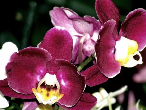 Обои для рабочего стола: Орхидея "Бордо"