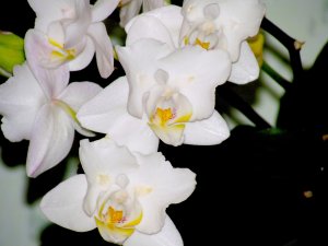 Обои для рабочего стола: Белоснежная орхидея 