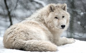 Белый волк - скачать обои на рабочий стол
