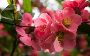 Райские яблони цветут - скачать обои на рабочий стол