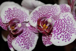 Орхидеи-близнецы - скачать обои на рабочий стол