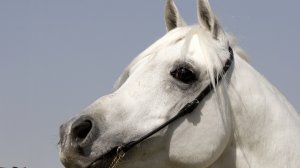 Белый конь - скачать обои на рабочий стол