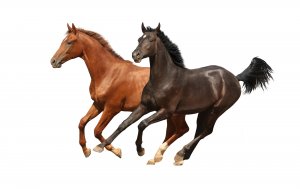 Лошадиный бег - скачать обои на рабочий стол