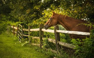 Конь в летней изгороди - скачать обои на рабочий стол