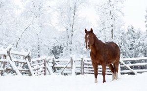 Конь на зимнем пейзаже - скачать обои на рабочий стол