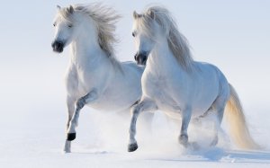Обои для рабочего стола: Два белых коня