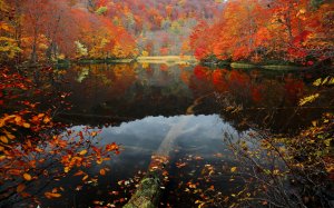 Обои для рабочего стола: Осенние краски леса