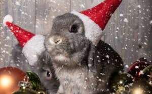 Новогодние кролики - скачать обои на рабочий стол