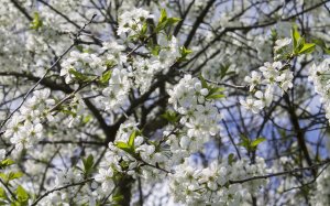 Цветение весеннего сада - скачать обои на рабочий стол