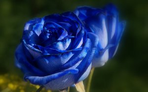 Синяя роза - скачать обои на рабочий стол