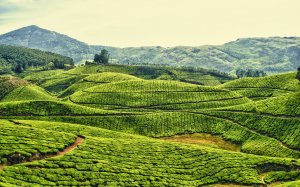 Чайные плантации - скачать обои на рабочий стол