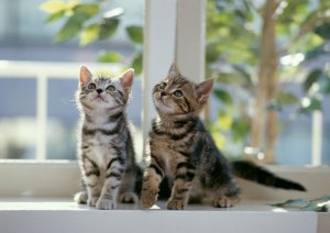 Котятки-близняшки - скачать обои на рабочий стол