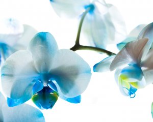 Обои для рабочего стола: Голубые орхидеи