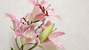 Цветок лилии - скачать обои на рабочий стол