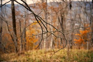 Лес встречает осень - скачать обои на рабочий стол
