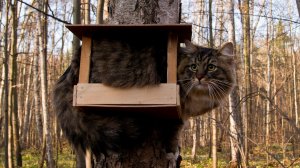 Кот в домике - скачать обои на рабочий стол